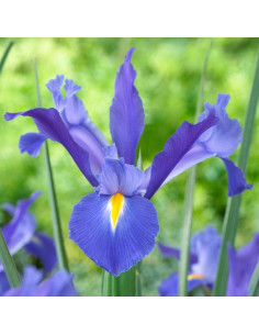Iris Solid Color By the Box 10 Bunches