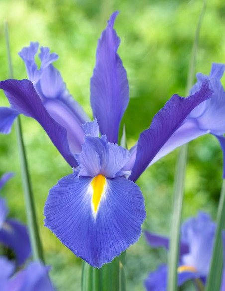 Iris Solid Color By the Box 10 Bunches