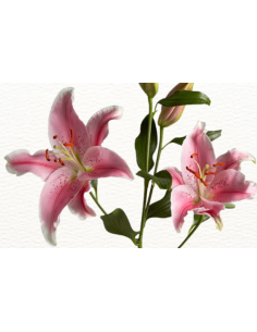 Holiday Sorbonne Pink Oriental Lilies By the Box 60 stems 2
