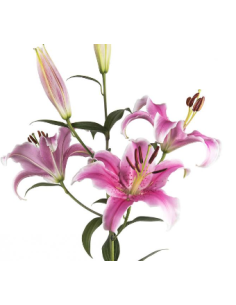 Holiday Sorbonne Pink Oriental Lilies By the Box 60 stems