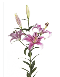 Holiday Acapulco Pink Oriental Lilies By the Box 60 stems