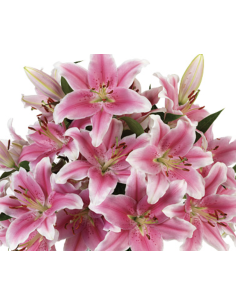 Holiday Acapulco Pink Oriental Lilies By the Box 60 stems 2