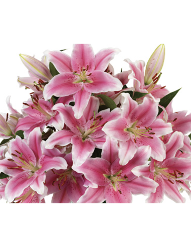 Holiday Acapulco Pink Oriental Lilies By the Box 60 stems