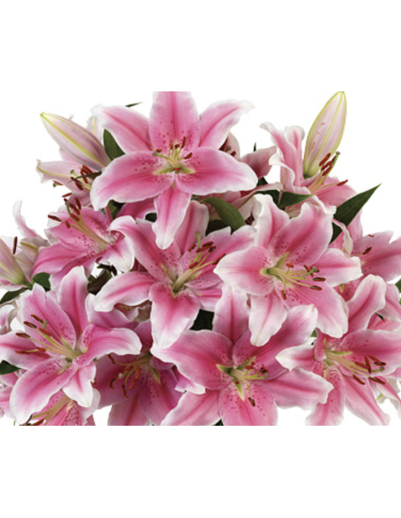 Holiday Acapulco Pink Oriental Lilies By the Box 60 stems