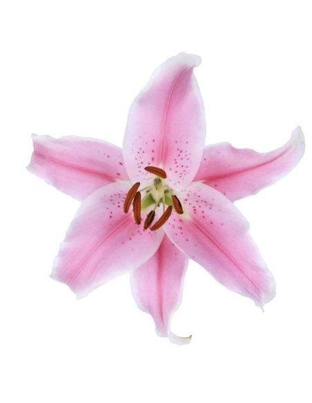 Holiday Acapulco Pink Oriental Lilies By the Box 60 stems