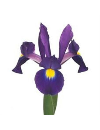 Iris Solid Color By the Box 10 Bunches