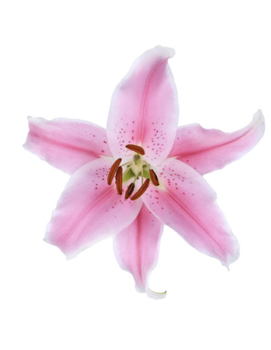 Acapulco Pink Oriental Lilies By the Box 60 stems