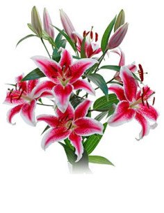 Stargazer / Starfighter Lillies By the Bunch.