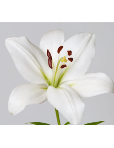 Holiday Growers choice White Oriental Lilies By the Box 60 stems 2