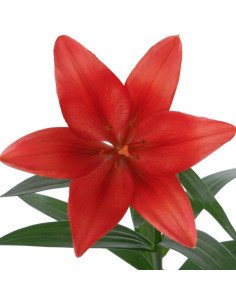 Holiday LA Royal Lilies 60 stems RED