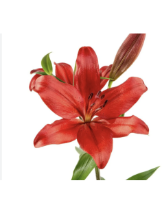 Holiday LA Royal Lilies 60 stems RED 2