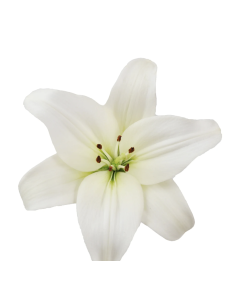 Holiday LA Royal Lilies 60 stems WHITE