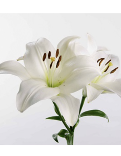 Holiday LA Royal Lilies 60 stems WHITE 2