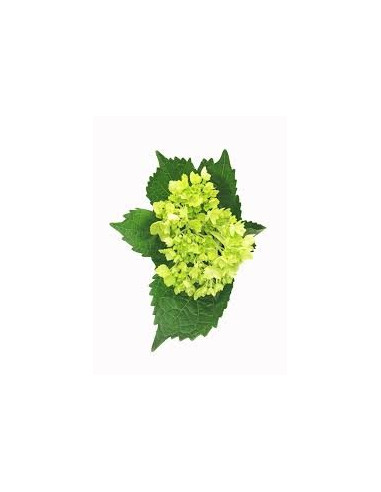 Hydrangea Mini Green 40 Stems Hydrangea Mini Green 40 Stems