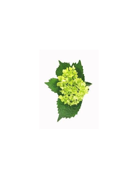 Hydrangea Mini Green 40 Stems