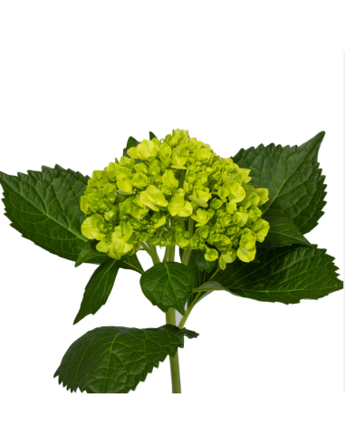Holiday Hydrangea Mini Green 60 Stems Holiday Hydrangea Mini Green 60 Stems