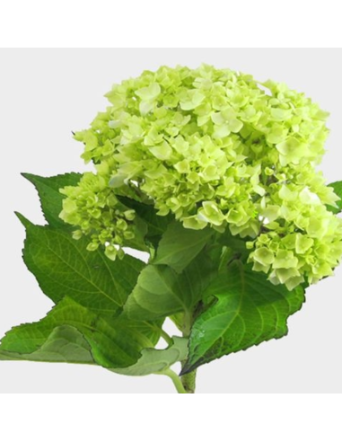 Holiday Hydrangea Mini Green 60 Stems