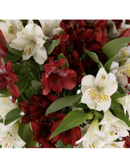 wholesale alstromeria