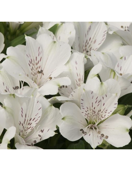 wholesale alstromeria