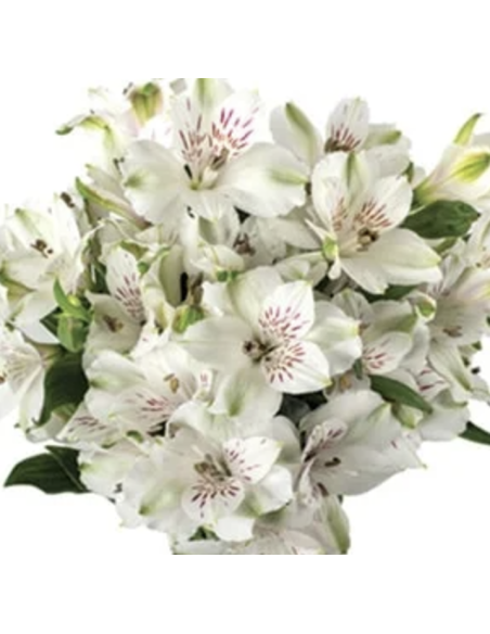 wholesale alstromeria