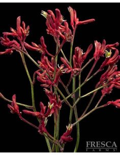 Kangaroo Paws By the Box 50 stems 2