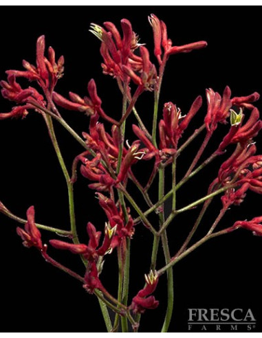 Kangaroo Paws By the Box 10 Bunches