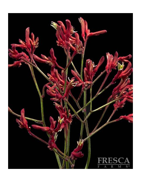 Kangaroo Paws By the Box 10 Bunches