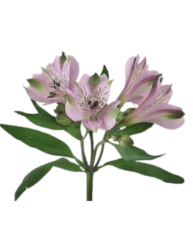 wholesale alstromeria