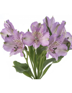wholesale alstromeria 2