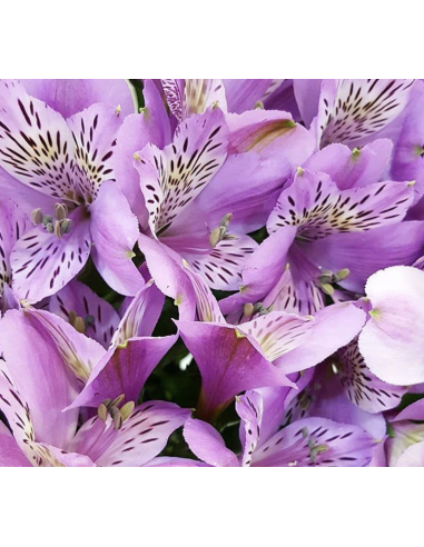 wholesale alstromeria