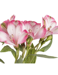 wholesale alstromeria 2
