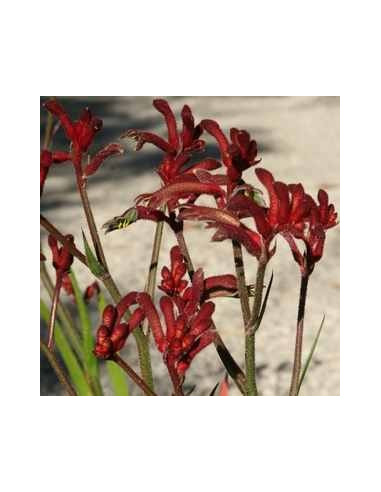 Kangaroo Paws By the Box 10 Bunches