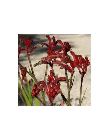 Kangaroo Paws By the Box 10 Bunches