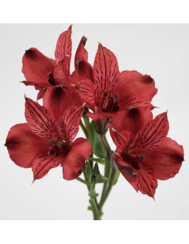 wholesale alstromeria