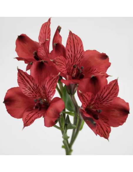 wholesale alstromeria