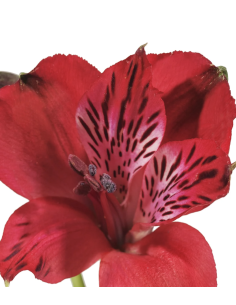wholesale alstromeria 2