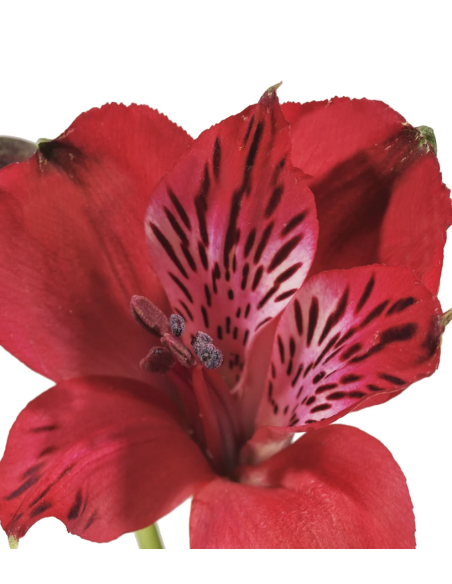 wholesale alstromeria