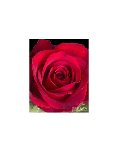 Freedom Roses 100 Stems