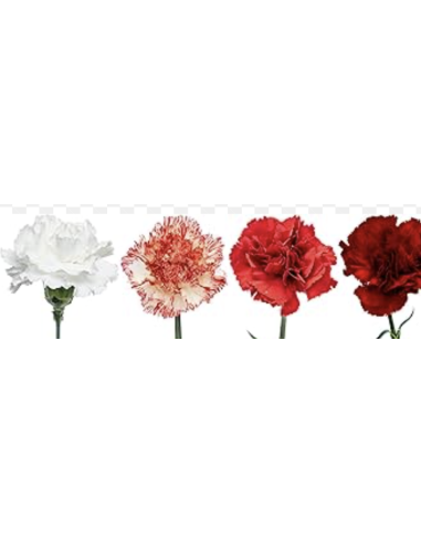 Wholesale Valentine's Day Carnations - 175 Stems Bulk Pack