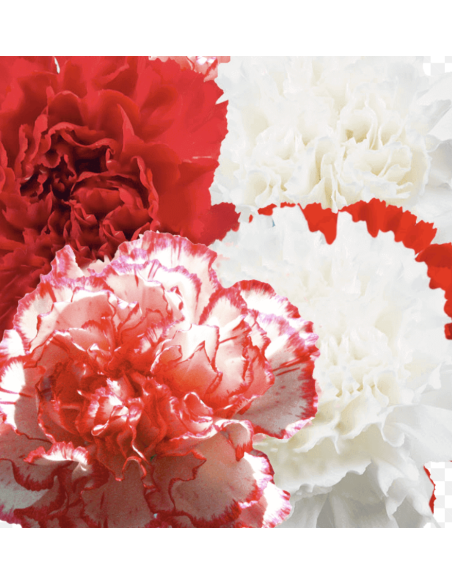 Wholesale Valentine's Day Carnations - 175 Stems Bulk Pack