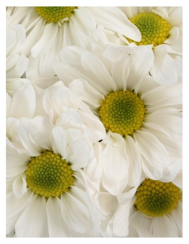 Daisy White 12 Bunches