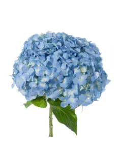 Hydrangea Blue