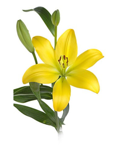 LA Royal Lillies 5 Bunches