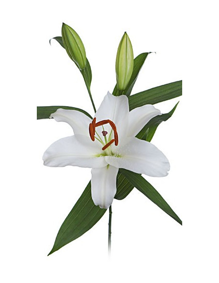 Oriental Lillies