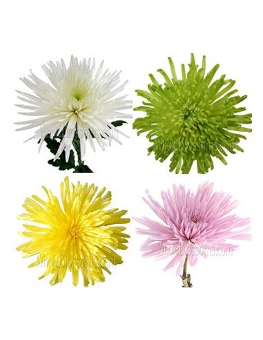 Spiders / Anastasia By the Box 9 Bunches