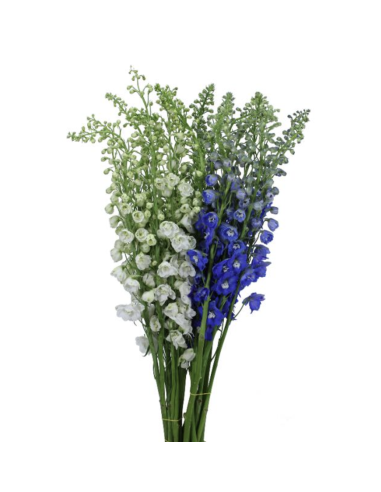 Delphinium Candle Assorted – Wholesale & Bulk (90 Stems, 80cm)
