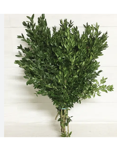 boxwood boxwood