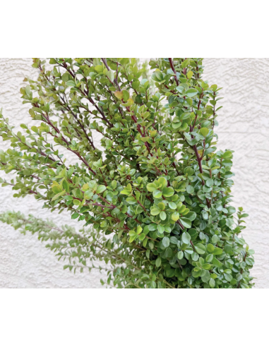 boxwood boxwood