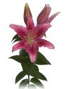 Oriental Lillies