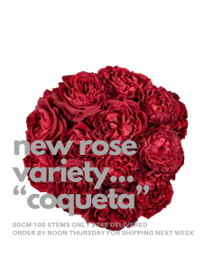Garden Rose Red Coqueta 100 stems 2